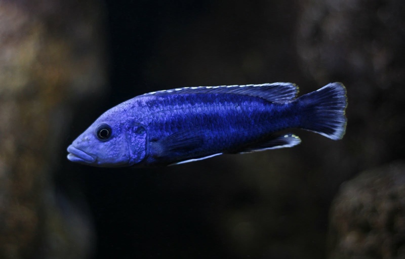 Melanochromis kaskazini 'Ngwasi'